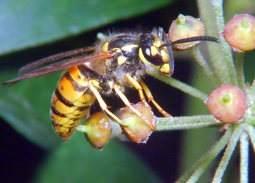 E'' fiorita l''Hedera helix!